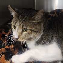adopt-pet