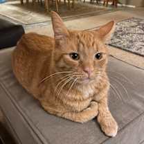 Thumbnail photo of Walker #1