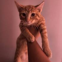 Thumbnail photo of Cuppachino #2