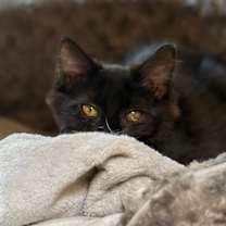 Thumbnail photo of Mercury (bonded with Stuart) #4