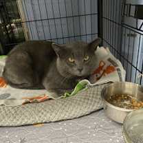 Thumbnail photo of Simon #1