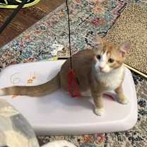 Thumbnail photo of Mouse #3