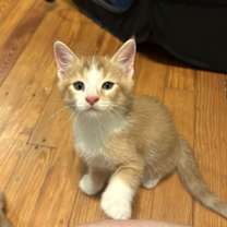 Thumbnail photo of Prince Humperdinck aka Monkey #2