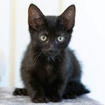 Thumbnail photo of Bella #1