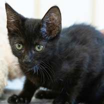 Thumbnail photo of Bella #3