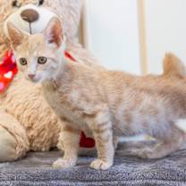 Thumbnail photo of Russy #3