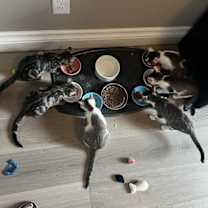 Thumbnail photo of Marguerite #4