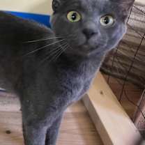 Thumbnail photo of Marguerite #2