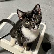 Thumbnail photo of Milo #1