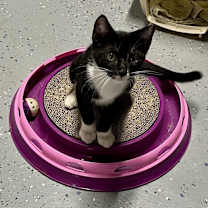 Thumbnail photo of Milo #2