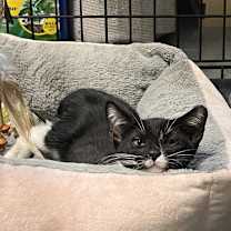 Thumbnail photo of Milo #3