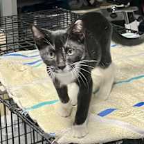 Thumbnail photo of Milo #4