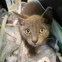 Thumbnail photo of Baked Bean #2