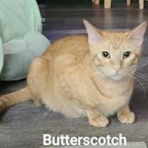 Thumbnail photo of Butterscotch #3