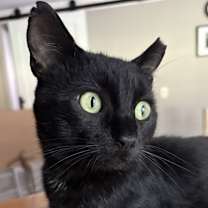 Thumbnail photo of Shadow #1