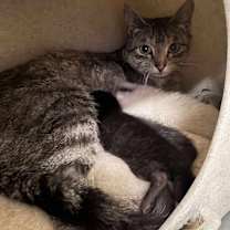 Thumbnail photo of Jelly Bean #2