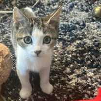 Thumbnail photo of KISMET #3