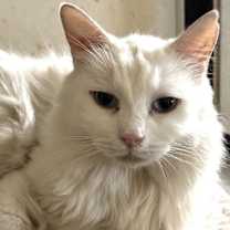 Thumbnail photo of BLU BARRY #1