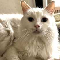 Thumbnail photo of BLU BARRY #2