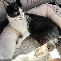 Thumbnail photo of MEOW MEOW #2