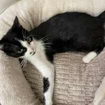 Thumbnail photo of MEOW MEOW #3