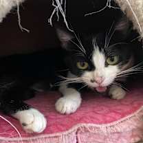 Thumbnail photo of MEOW MEOW #4