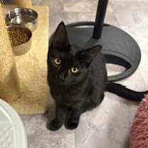 Thumbnail photo of Cera #1