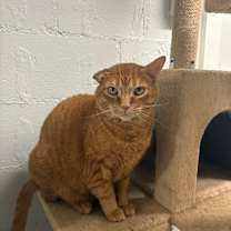 Thumbnail photo of King Louie #1