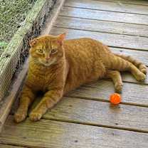 Thumbnail photo of King Louie #4