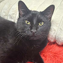 Thumbnail photo of Meatball 4782 #1