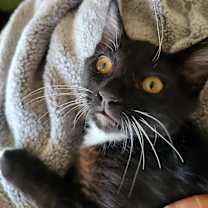 Thumbnail photo of Chocolate #2