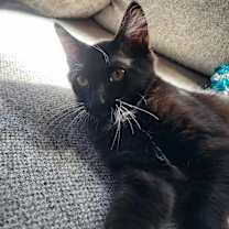 Thumbnail photo of Chocolate #3