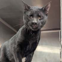 Thumbnail photo of Ninja Warrior (PetSmart) #1