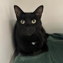 Thumbnail photo of Bluebell aka Vincent #1