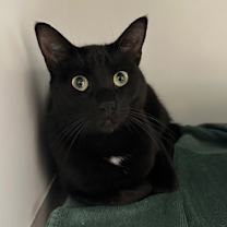 Thumbnail photo of Bluebell aka Vincent #2