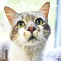 Thumbnail photo of Big Head Todd #1