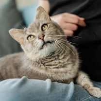 Thumbnail photo of Gandalf #1