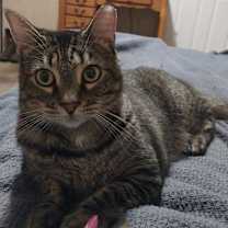 Thumbnail photo of Silver #1