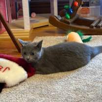 Thumbnail photo of Stone #1