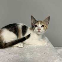 Thumbnail photo of White Claw #2