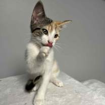 Thumbnail photo of White Claw #3