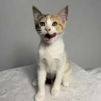 Thumbnail photo of White Claw #4