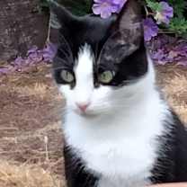 Thumbnail photo of Lola #2