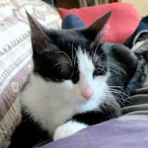 Thumbnail photo of Lola #3