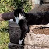 Thumbnail photo of Lola #4