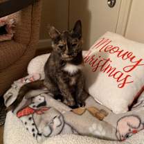 Thumbnail photo of Nutella #1