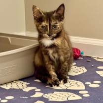 Thumbnail photo of Nutella #4