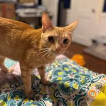 Thumbnail photo of Miss Honey (pre-adopt) #3