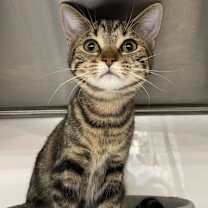 Thumbnail photo of Alina #1