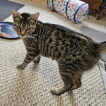 adopt-pet